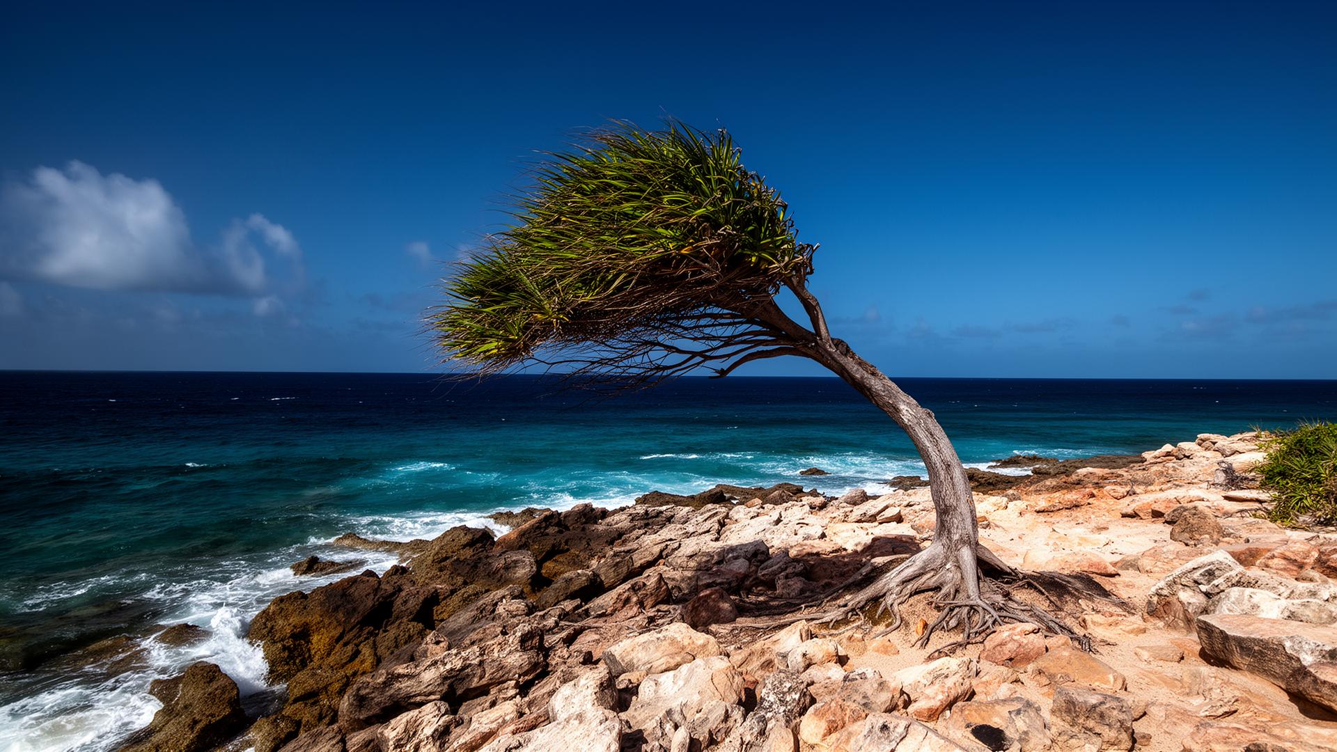 The Wild Coast